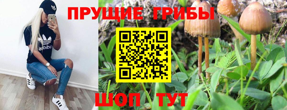 Псилоцибиновые грибы Psilocybine cubensis  Галлюциногенные грибы Psilocybine cubensis  Отрадный  где купить наркоту  Вход с VPN 