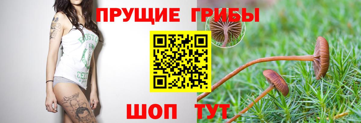Псилоцибиновые грибы Psilocybine cubensis Отрадный